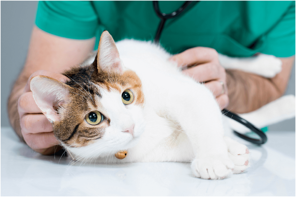 The Vitality of Regular Health Checks for Cats and Dogs